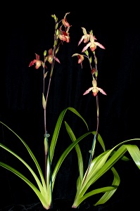 Phragmipedium Young Lindley Huntington's Cardinal CCM/AOS 88 pts.